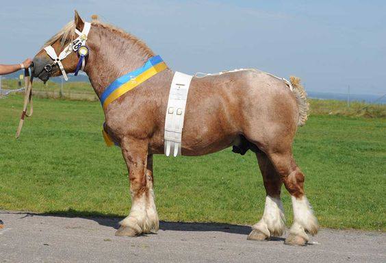 Ardennes Horse For Sale Texas